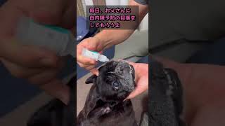 毎日、目薬 頑張る犬👌白内障予防👆ひめちゃん【フレンチブルドッグ】