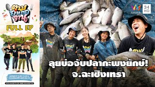 Catching Giant Sea Bass in Ban Pho, Chachoengsao