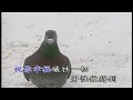 19~陳一郎~男性一生哭三擺~伴唱~歌曲丙