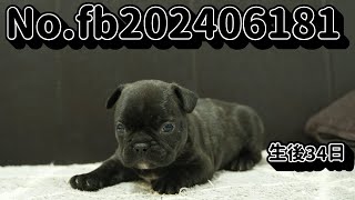 フレンチブルドッグの子犬販売 No.fb202406181 静岡県浜松市のブリーダー 2024年6月18日生  7月22日現在