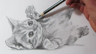Cómo Dibujar un Gato Realista How to Draw a Cat