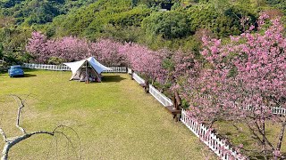 2021.02.17苗栗泰安露營-櫻花樹下camping「高腳屋」