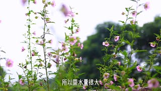 這5種開花植物，在夏天是「水桶」，千萬不要渴著它們！