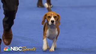 National Dog Show 2022: Hound Group (Full Judging) | NBC Sports