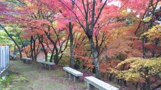 花筐公園の紅葉です。