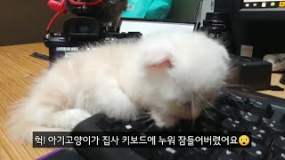 쉿~ 솜털뭉치 아기고양이가 컴퓨터 자판에 누워 잠이 들었어요...어떻하죠?😲😋