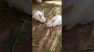 Mashallah #rabbit #rabbitfarming #rabbits #viralvideo #shortvideo #buetiful