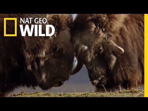 Is a musk ox a goat?