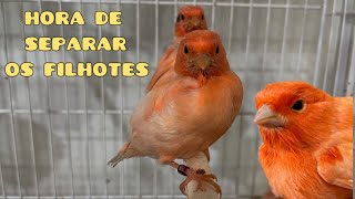 Qual o momento certo para separar os FILHOTES de CANÁRIO?