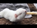 Bottle feeding baby guinea pig