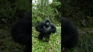 Silverback gorilla beats chest display