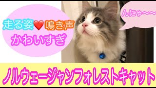 猫の鳴き声と走る姿が可愛すぎっ❤️【ノルウェージャンフォレストキャット】