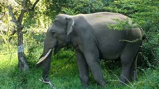 Elephant/ Tusker in Yala national park