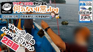 【静岡県沼津近辺・戸田漁港ちどり丸係留船釣りvlog】ソウダガツオ爆釣♪ついに念願のカワハギも釣れて大満足♪初めてのオオモンハタも♪【２日連続釣行２日目】