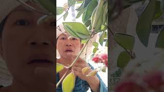 I am just curious about my Bilobata Hoya/ Tasting the nectar of Bilobata Hoya