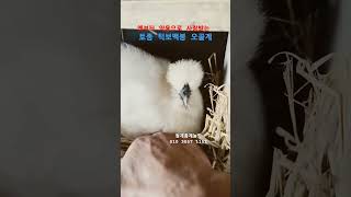 옛부터 약용으로 사용하는 토종 턱보백봉 오골계,청계종계농장 2023,10,10,