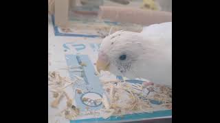 セキセイインコ～15歳老鳥さんの日常～