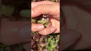 Sempervivum propagation from cuttings day 1 . 多肉长生草扦插第一天 。 #succulent #多肉植物 #sempervivum #长生草