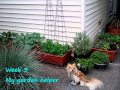 My City Pickers Sidewalk Garden My City Pickers Sidewalk Garden