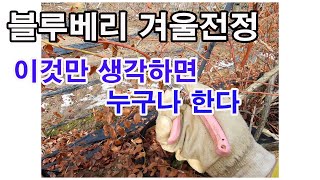 블루베리 겨울전정, 이것만 생각하면 누구나 한다 (블루베리 재배, 블루베리 전정, 블루베리 키우기, 블루베리 심기, 블루베리 동계전정)