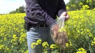 Growing Canola in Kentucky