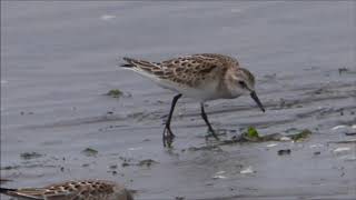 2017.8.27   ヨーロッパトウネンの採餌　三番瀬③