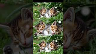 Sleeping Kitten Lullaby: A Soothing Journey to Dreamland