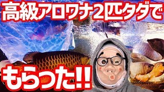 高級アロワナ２匹タダでもらった！