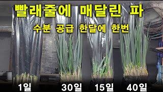 겨울 옥상하우스, 파테크, 대파기르는 밥법 구독자님이 원하셔서 짧게 만들어 올립니다.