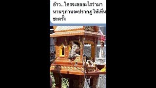 เทวดาร้องทุกข์   - วิเชียร ภู่โชติ