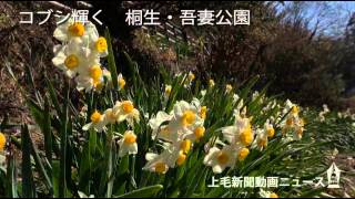 コブシ輝く　桐生・吾妻公園