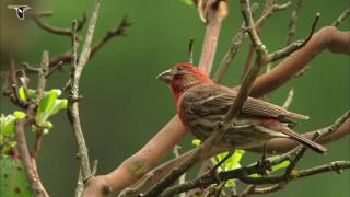 Vibrant Red House Finch