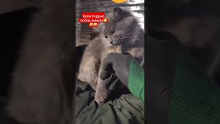 Кіт і миша🤣🤣🤣 #смішнівідео #fannyvideo #котики #cat