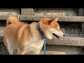 【柴犬】帰宅拒否したので置いて帰ろうとしてみた　【shiba inu】