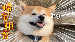 【柴犬】帰宅拒否したので置いて帰ろうとしてみた　【shiba inu】