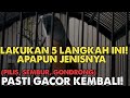 5 CARA AGAR CENDET CEPAT GACOR SETIAP HARI