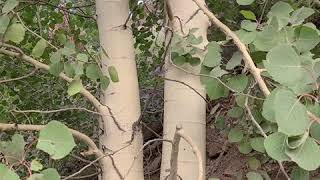 Quaking aspen, Populus tremuloides