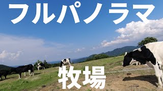 山の上で、はる子の観察　山地酪農珠の牧