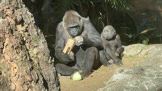 gorlla トトと楽しいランチするスモモ【2025年‎1月30日】【上野動物園】ゴリラ💗Sumomo having a fun lunch with Toto.