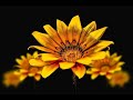 Most Beautiful Flowers Collection 4K with Bird - Relaxing HD