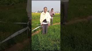 Advanta ka makkhan grass