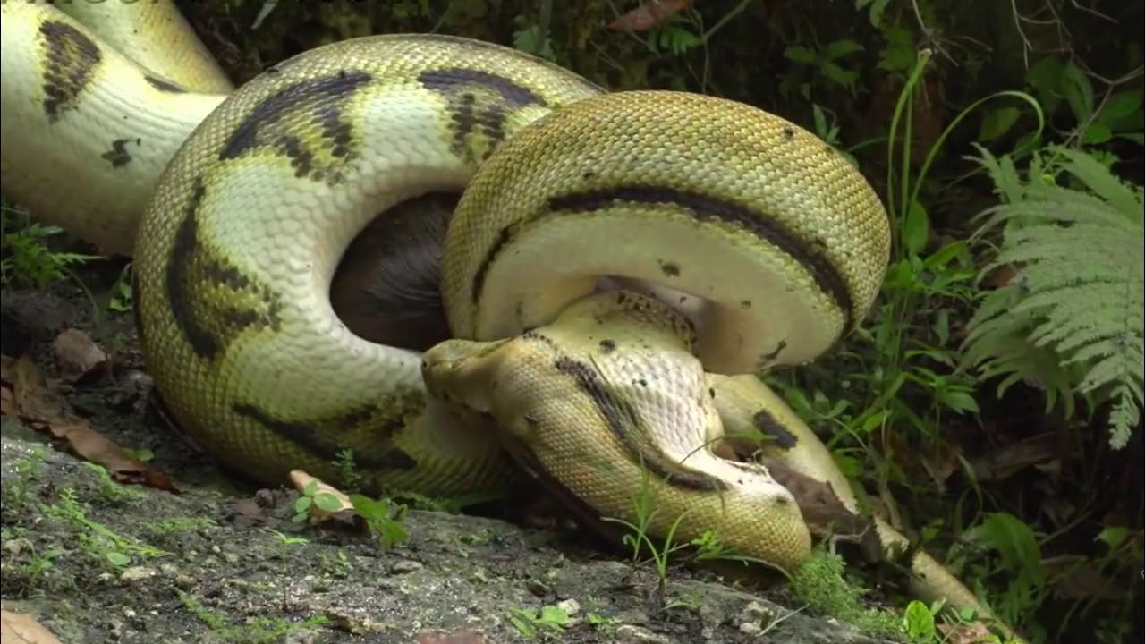 Python Eats Goat Youtube