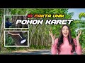 10 FAKTA UNIK POHON KARET