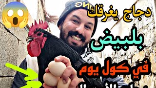 أعدد البيض لكنجمعو كول يوم # تربية 🐓دجاج الاسترالوب بياض 350 بيضة🥚 في السنة انتاج البيض🥚 باعداد رهيب