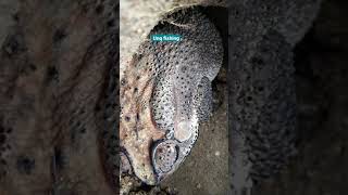 amazing frog fish hunting in hole best fishing unq fishing