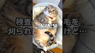 壁に手をつけば賢い猫ちゃん？リベンジ決めていくでごわす！ #猫