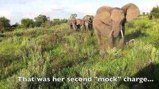 Mad Momma Elephant.mov