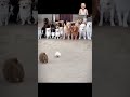 “A rabbit and a puppy are playing”#animals #tiktok #nature #dog #shortvideo #cat #rabbit