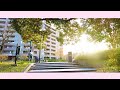 【散歩 4k】美しく並ぶ満開の桜 金沢大学周辺【walk 4k】cherry blossoms in full bloom around kanazawa university