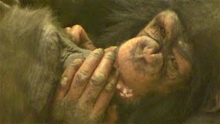 リュウ家族と双子ガール  269  Ryu family \u0026 twin girls  chimpanzee